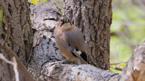 jay eurasiático posado en una rama de primer plano