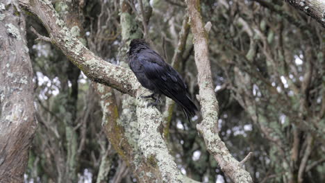 el cuervo en cámara lenta mira a su alrededor y salta a otra rama