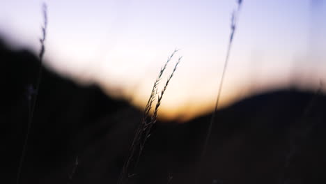 Close-up-of-grain-on-a-corn-field-in-front-of-a-beautiful-sudown-behind-the-hills