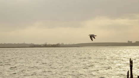 esta es una toma de un pájaro volando sobre el agua en cámara lenta mientras el sol se pone en el horizonte