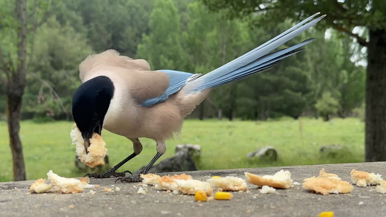 Slow motion shot of an iberian magpie eating bread crumbs on a stony table outdoors, with a blurred forest landscaspe at the background.