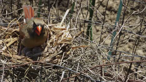 Mother-bird-cooling-eggs-in-nest