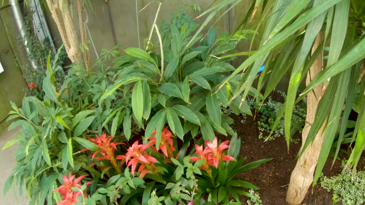 una mariposa morfo azul revolotea en la esquina de un jardín - cámara lenta