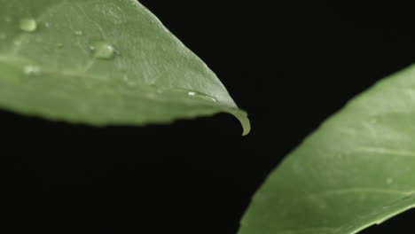 drops of rain fall on leaves, macro shot detail