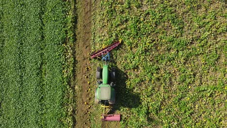 Farmer-Harvesting-Halloween-Pumpkins-with-an-Overhead-Aerial-Top-Down-View-of-Tractor-in-a-Field