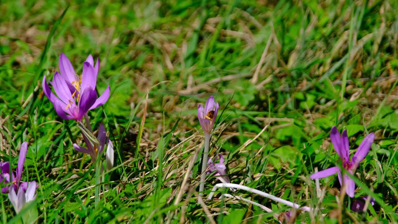 vista de cerca de la mariposa blanca y la abeja recogiendo polen en una flor morada parada en un prado verde en un día soleado