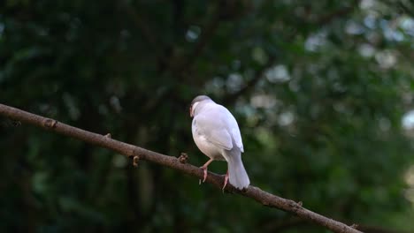 pinzón de gorrión de java solitario sentado en una ramita de árbol dentro de un entorno tropical verde
