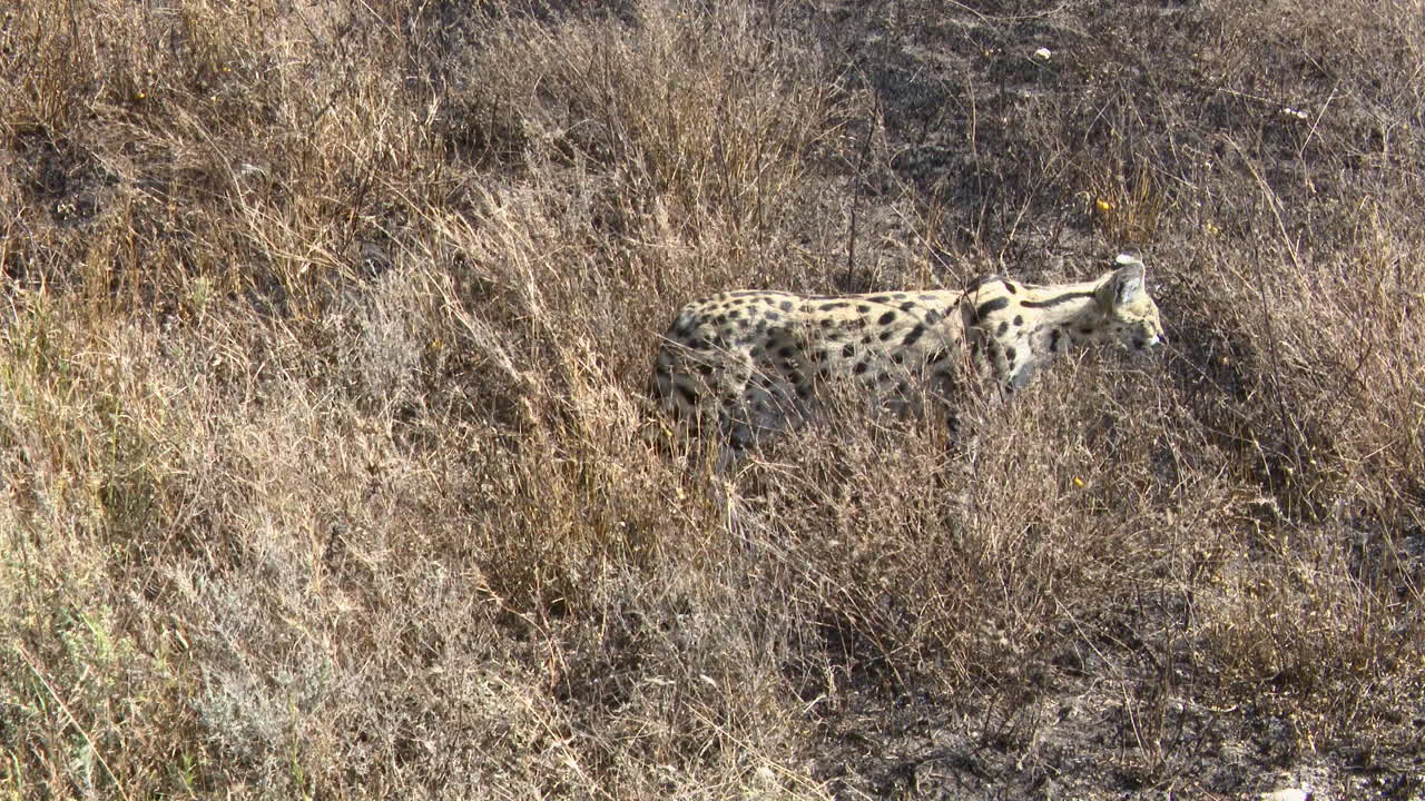 serval mirando alrededor y caminando a través de pastos altos