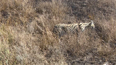 serval mirando alrededor y caminando a través de pastos altos