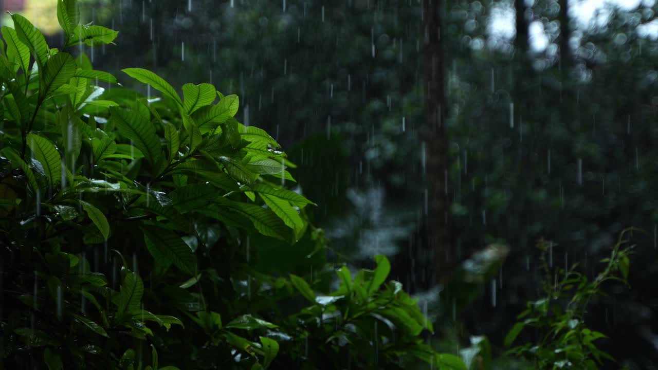 In the rainy season, eastern India receives heavy rainfall during the rainy season