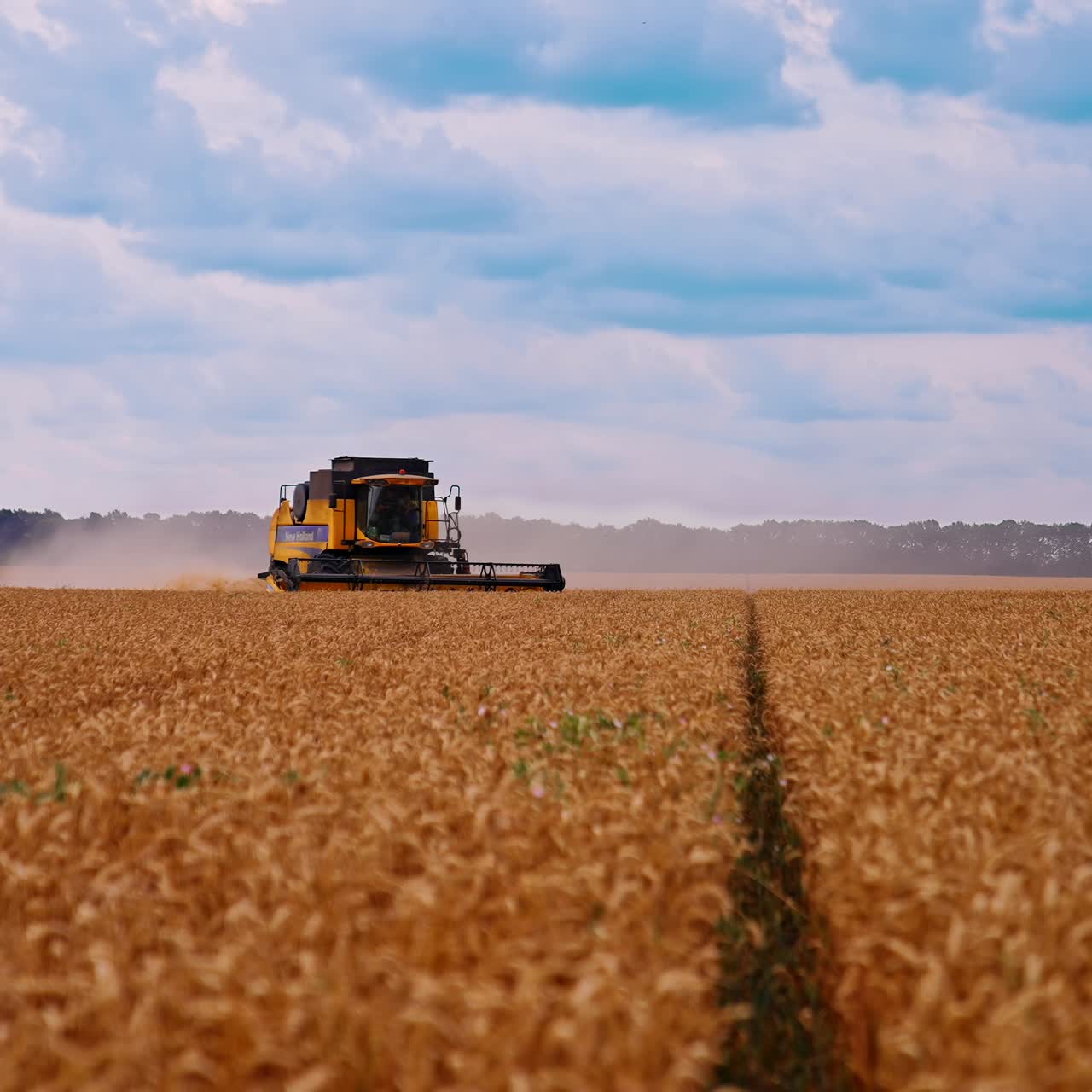 Machine harvesting wheat field. Combine spinning and cutting yellow ears of wheat