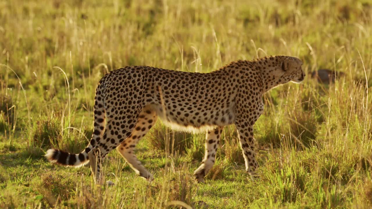 animales de caza, guepardos en una caza en áfrica, animales de safari de vida silvestre africana en masai mara, kenia, caminando y acechando en la hermosa sabana hierba larga en masayi mara, increíble comportamiento animal