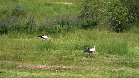 Blick-Auf-Wunderschöne-Weißstörche,-Die-Auf-Der-Grünen-Wiese-In-Sumer-In-Litauen-Nach-Nahrung-Suchen