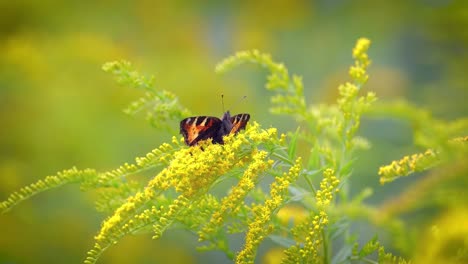 La-Pequeña-Mariposa-De-Carey-(aglais-Urticae,-Nymphalis-Urticae)-Es-Una-Colorida-Mariposa-Euroasiática-De-La-Familia-Nymphalidae.-Es-Una-Mariposa-De-Tamaño-Mediano-Que-Es-Principalmente-De-Color-Naranja-Rojizo.