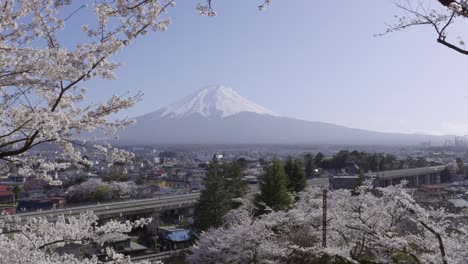 cinematic dolly in toward mt. fuji with snow cap and cherry blossoms