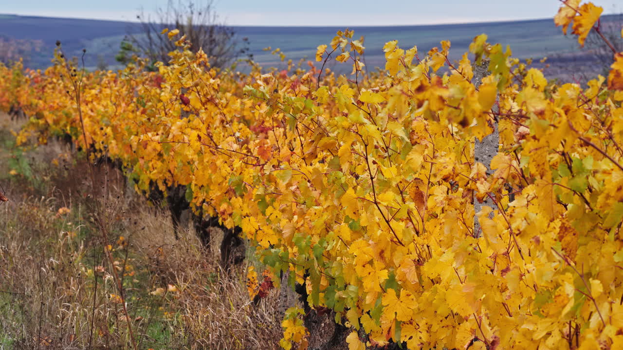 Close up of yellow vineyard leaves in Moldova, moving gently in the autumn breeze