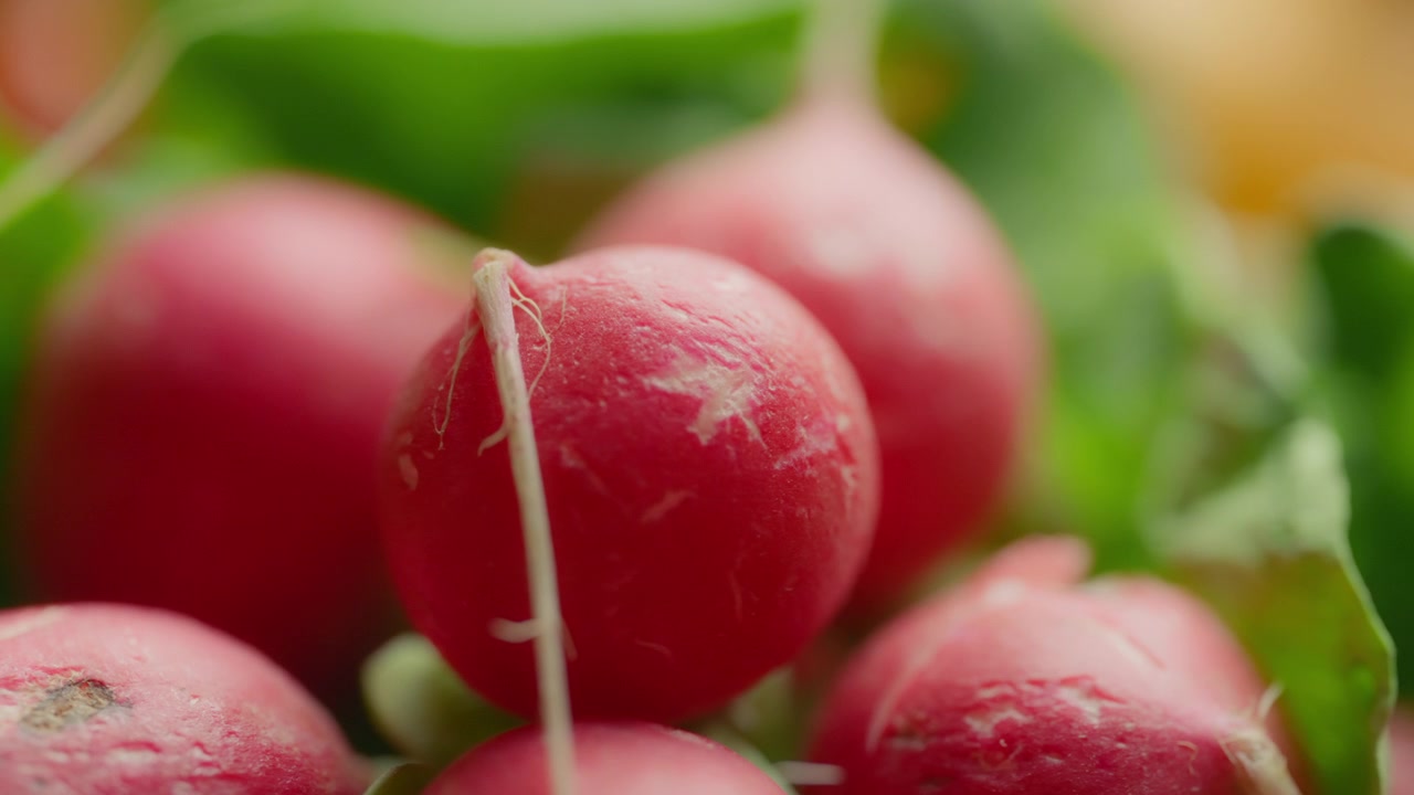 Fresh pink radish. Healthy diet concept. Slow motion, dolly shot