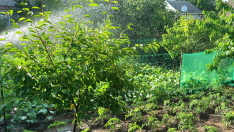 little green fruit tree is watered from a hose. taking care of the orchard on hot summer weather.