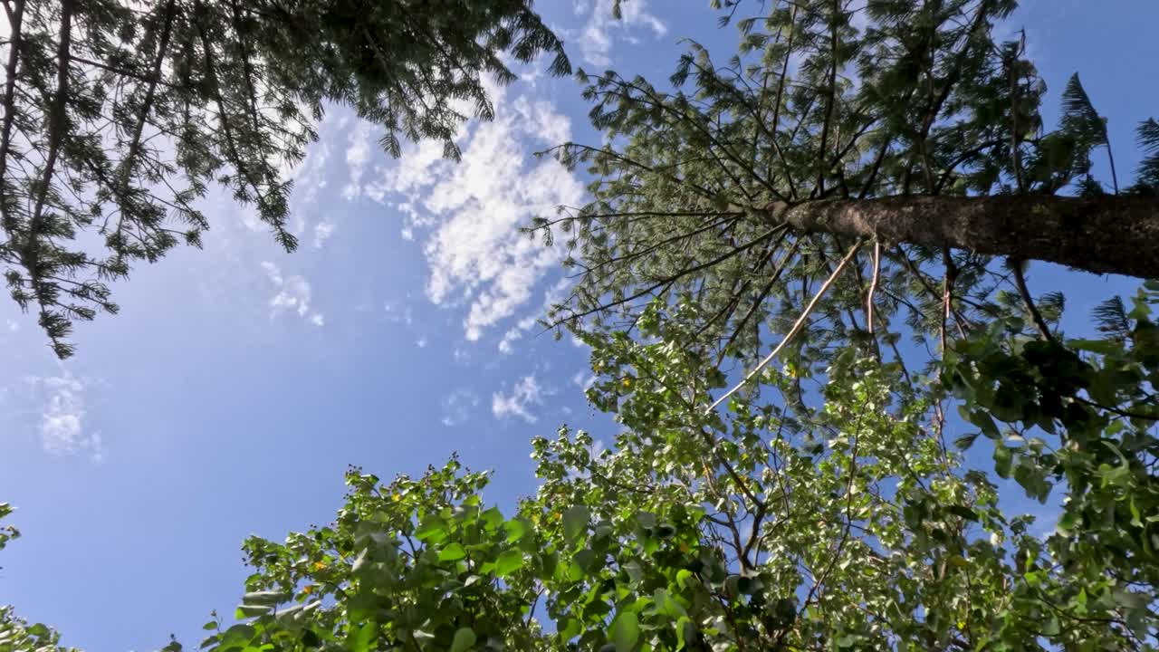 여름 바람에 부드럽게 흔들리는 소나무