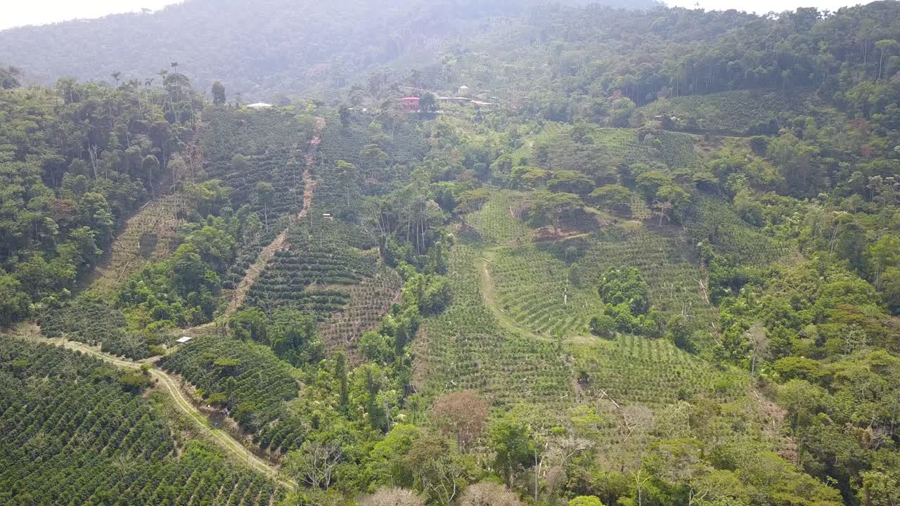 Coffee plantation in the Bolivian mountain jungle