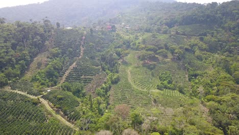 coffee plantation in the bolivian mountain jungle