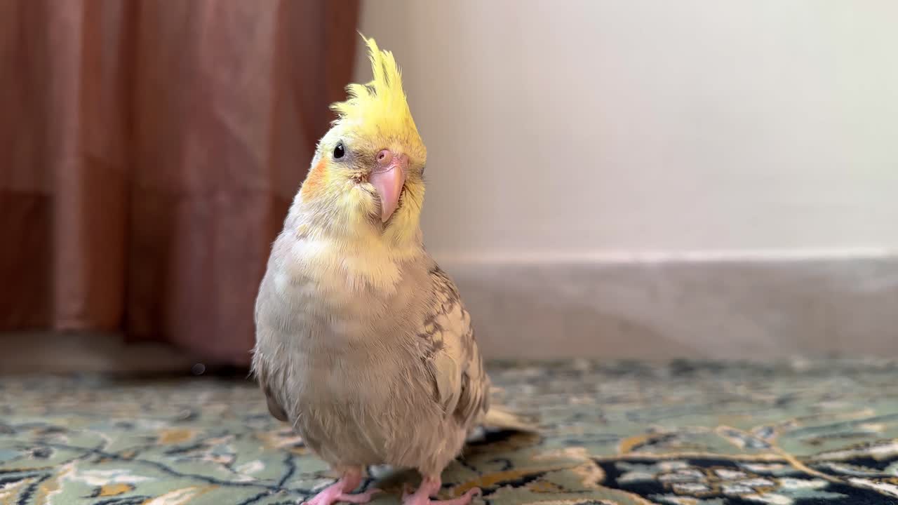 colorful cockatiel bird with vivid yellow feathers perched on persian carpet in iran home peaceful domestic pet closeup detail avian wildlife natural behavior exotic nature tropical habitat