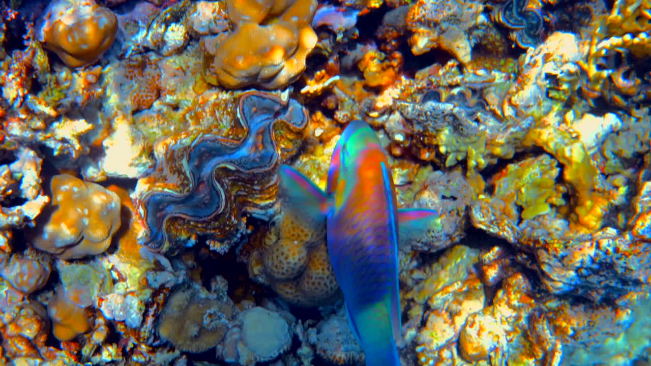 Close up of a Rusty parrotfish swimming near a coral reef