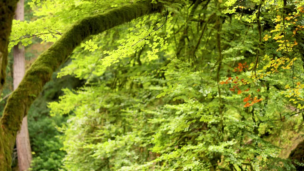 hojas y ramas verdes exuberantes en el bosque
