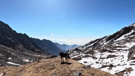 caminando por los altos himalayas con un perro pastor local