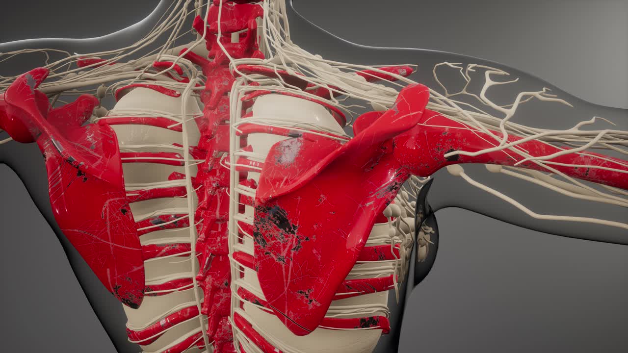 cuerpo humano transparente con huesos visibles