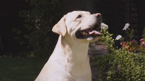 labrador retriever in a garden