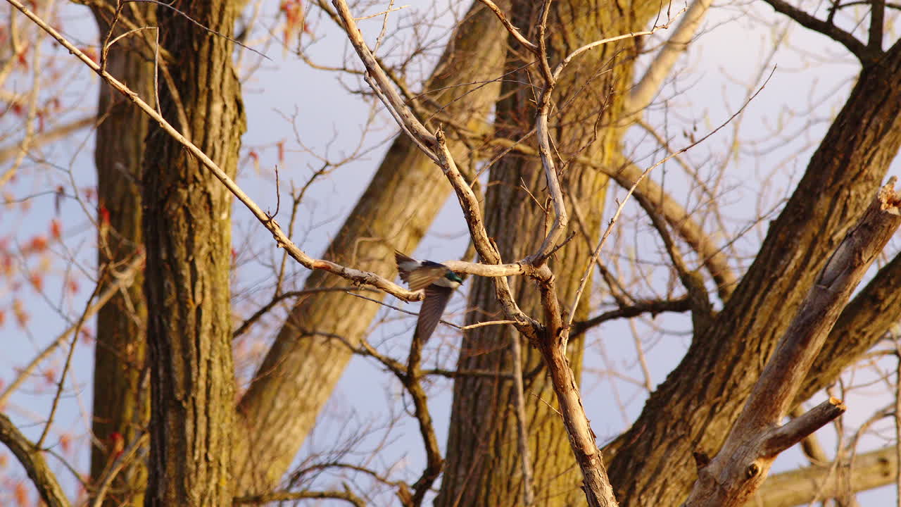 High-resolution slow motion shows purple martins in mating display flight.