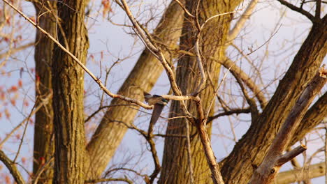 high-resolution slow motion shows purple martins in mating display flight.