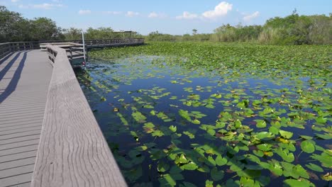 Malecón-Sobre-Pantano-Con-Nenúfares-En-El-Parque-Nacional-Everglades-De-Florida