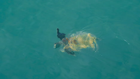 flatback sea turtle ascends to the surface to breathe at mission beach, queensland autralia