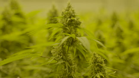 plataforma rodante en cámara lenta de la parte superior de la planta de cannabis moviéndose lentamente con el viento