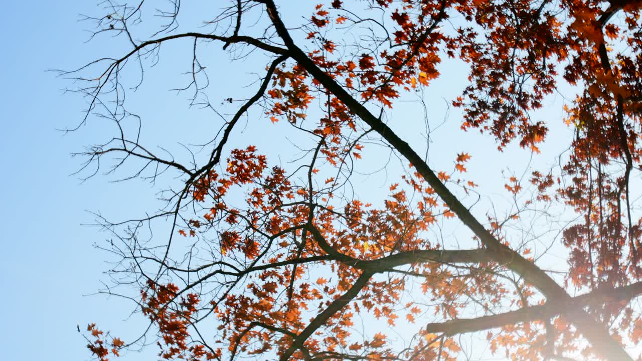 가을 에 오크 나무 를 쳐다보는 것