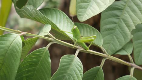 a grasshopper perched on a tree trunk