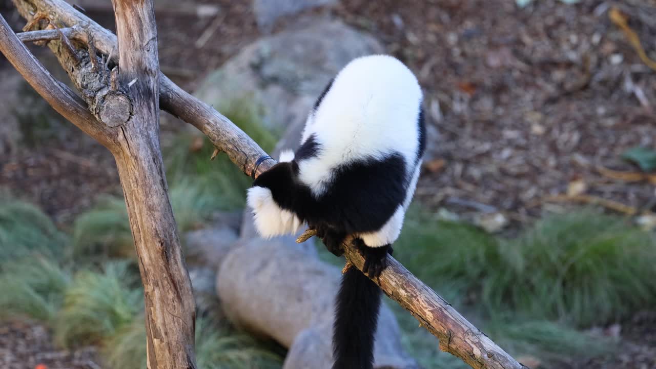 un lémur escalando una rama en el zoológico de melbourne