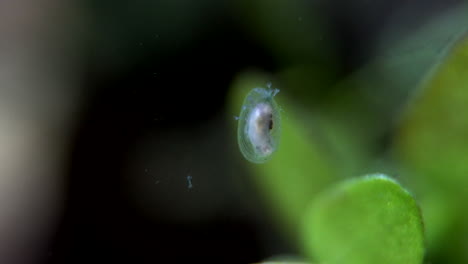 Un-Pequeño-Caracol-Acuático,-Con-Protistas-De-Estentor-Adheridos-A-él,-Busca-Alimento-Entre-Las-Plantas-Acuáticas