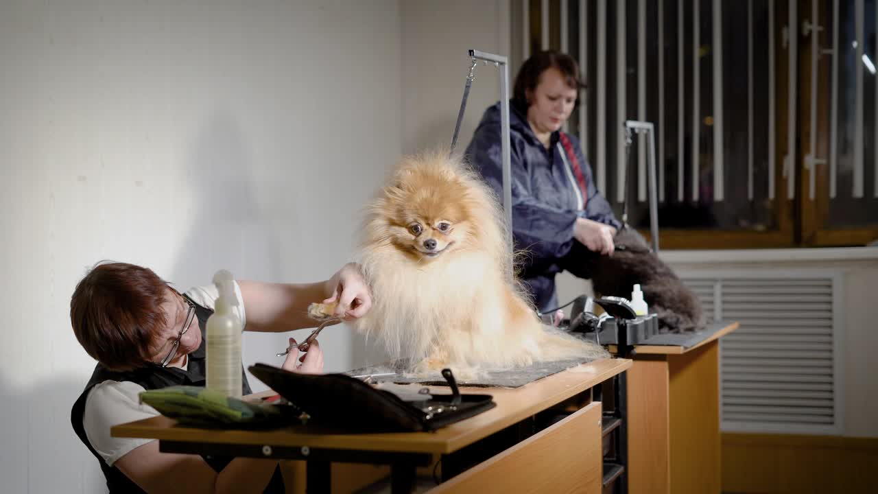 멋진 스피츠와 함께 일하는 전문 미용사