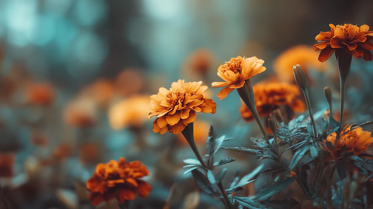 Una splendida esposizione di fiori di calendula in un vivace ambiente da giardino, che mostrano la loro colorazione unica e i petali delicati su uno sfondo a fuoco morbido.