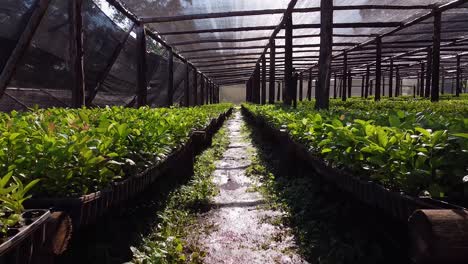 pov view inside nursery garden producing yerba mate seedlings