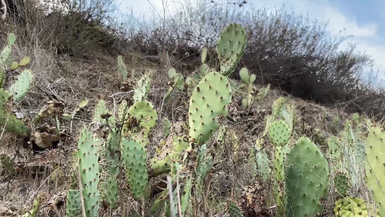 cactus en el sendero local para caminar de california
