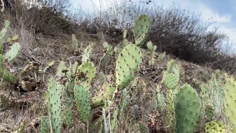 cactus en el sendero local para caminar de california