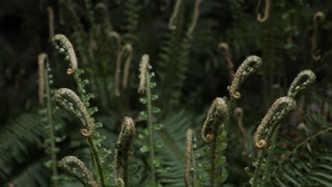 Slow-Orbit-of-Fresh-Sword-Fern-Leaves