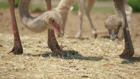 common ostriches pecking food on the ground at anseong farm land in gyeonggi-do, south korea