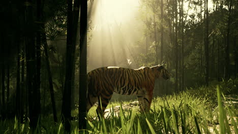 tiger in a bamboo forest