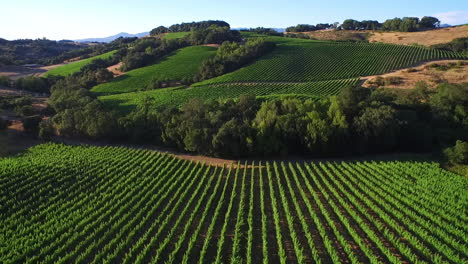 a high aerial over rows of vineyards in northern california's sonoma county  2