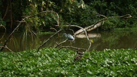 Tiro-De-Paralaje-De-Una-Garza-En-Una-Pequeña-Isla-En-Un-Río-De-La-Selva